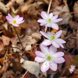 Meet your Posher, Seya